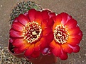 Нажмите на изображение для увеличения.

Название:	Sulcorebutia tarabucoensis WR 66.JPG
Просмотров:	1072
Размер:	62.2 Кб
ID:	378125
