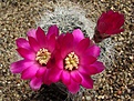 Нажмите на изображение для увеличения.

Название:	Sulcorebutia hertusii GR 21(\'\'gerosenilis\'\').JPG
Просмотров:	1011
Размер:	92.4 Кб
ID:	378138