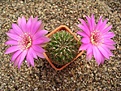 Нажмите на изображение для увеличения.

Название:	Sulcorebutia naunacaensis n n VZ 205.JPG
Просмотров:	1005
Размер:	76.4 Кб
ID:	378140