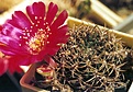 Нажмите на изображение для увеличения.

Название:	Lacanthoplegma_pilosa_m.jpg
Просмотров:	348
Размер:	40.8 Кб
ID:	378151