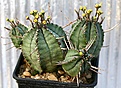 Нажмите на изображение для увеличения.

Название:	Euphorbia_pillansii_IMG_3501.jpg
Просмотров:	246
Размер:	123.4 Кб
ID:	378162