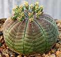 Нажмите на изображение для увеличения.

Название:	Euphorbia_symmetrica_IMG_3507.jpg
Просмотров:	248
Размер:	150.6 Кб
ID:	378163