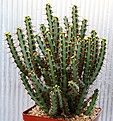 Нажмите на изображение для увеличения.

Название:	Euphorbia_aff_aeruginosa_IMG_3521.jpg
Просмотров:	247
Размер:	169.3 Кб
ID:	378164