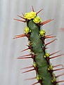 Нажмите на изображение для увеличения.

Название:	Euphorbia_aff_aeruginosa_IMG_3526.jpg
Просмотров:	249
Размер:	68.2 Кб
ID:	378165