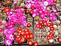 Нажмите на изображение для увеличения.

Название:	IMG_1832.jpg
Просмотров:	817
Размер:	140.0 Кб
ID:	378169