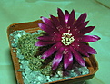 Нажмите на изображение для увеличения.

Название:	Sulcorebutia_crispata2.jpg
Просмотров:	3184
Размер:	111.5 Кб
ID:	378178