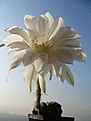 Нажмите на изображение для увеличения.

Название:	Echinopsis1.jpg
Просмотров:	325
Размер:	8.5 Кб
ID:	378184