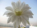 Нажмите на изображение для увеличения.

Название:	Echinopsis2.jpg
Просмотров:	337
Размер:	6.9 Кб
ID:	378185