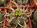 Нажмите на изображение для увеличения.

Название:	Euphorbia  melophormis.JPG
Просмотров:	255
Размер:	99.5 Кб
ID:	378188