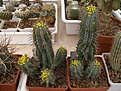 Нажмите на изображение для увеличения.

Название:	Euphorbia fruticosa.JPG
Просмотров:	252
Размер:	82.8 Кб
ID:	378189