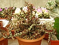 Нажмите на изображение для увеличения.

Название:	Euphorbia  aeruginosa Limpopo.jpg
Просмотров:	275
Размер:	107.6 Кб
ID:	378190