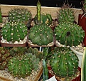 Нажмите на изображение для увеличения.

Название:	Echinopsis.jpg
Просмотров:	211
Размер:	43.4 Кб
ID:	378236