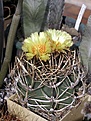 Нажмите на изображение для увеличения.

Название:	A_capricorne_crasispinum_dm14cm.JPG
Просмотров:	264
Размер:	56.1 Кб
ID:	378241