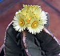 Нажмите на изображение для увеличения.

Название:	Astrophytum_myriostigma_v_nudum_A.Plapp_1973.JPG
Просмотров:	411
Размер:	18.5 Кб
ID:	378242