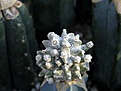 Нажмите на изображение для увеличения.

Название:	Astrophytum_miriostigma_fucuryo_Pilz.JPG
Просмотров:	421
Размер:	29.2 Кб
ID:	378243
