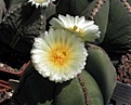 Нажмите на изображение для увеличения.

Название:	Astrophytum_myriostigma_v_nudum.JPG
Просмотров:	407
Размер:	23.6 Кб
ID:	378244