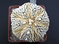 Нажмите на изображение для увеличения.

Название:	Astrophytum_superkabuto_MIRACLE_GOLD_FLAK.jpg
Просмотров:	205
Размер:	39.7 Кб
ID:	378257