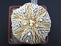 Нажмите на изображение для увеличения.

Название:	Astrophytum_superkabuto_MIRACLE_GOLD_FLAK.jpg
Просмотров:	181
Размер:	39.7 Кб
ID:	378257