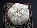 Нажмите на изображение для увеличения.

Название:	Astrophytum_myriostigma_cv_ONZUKA_dm7sm.JPG
Просмотров:	222
Размер:	42.0 Кб
ID:	378259