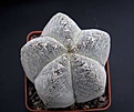 Нажмите на изображение для увеличения.

Название:	Astrophytum_myriostigma_cv_ONZUKA_dm8sm.JPG
Просмотров:	225
Размер:	39.3 Кб
ID:	378260
