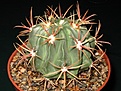 Нажмите на изображение для увеличения.

Название:	Ferocactus_latispinus_250405_2.jpg
Просмотров:	395
Размер:	91.4 Кб
ID:	378264