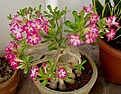 Нажмите на изображение для увеличения.

Название:	adenium_belg025.jpg
Просмотров:	186
Размер:	39.0 Кб
ID:	378273