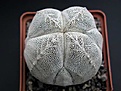 Нажмите на изображение для увеличения.

Название:	Astrophytum_ONZUKA.JPG
Просмотров:	215
Размер:	50.5 Кб
ID:	378274