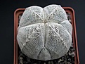 Нажмите на изображение для увеличения.

Название:	Astrophytum_ONZUKA.JPG
Просмотров:	185
Размер:	50.5 Кб
ID:	378274