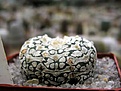 Нажмите на изображение для увеличения.

Название:	Astrophytum_Superkabuto.JPG
Просмотров:	233
Размер:	36.8 Кб
ID:	378275