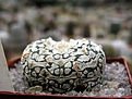 Нажмите на изображение для увеличения.

Название:	Astrophytum_Superkabuto.JPG
Просмотров:	202
Размер:	36.8 Кб
ID:	378275