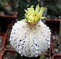 Нажмите на изображение для увеличения.

Название:	Astrophytum_superkabuto_SNOW_PATTERN.JPG
Просмотров:	234
Размер:	32.3 Кб
ID:	378276