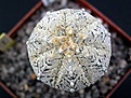 Нажмите на изображение для увеличения.

Название:	Astrophytum_superkabuto_TIGER_PATTERN.JPG
Просмотров:	271
Размер:	55.4 Кб
ID:	378279