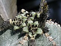 Нажмите на изображение для увеличения.

Название:	Astrophytum_myriostigma.JPG
Просмотров:	258
Размер:	75.3 Кб
ID:	378280