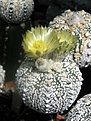Нажмите на изображение для увеличения.

Название:	Astrophytum_asterias_superkabuto_Tiger_Pattern.JPG
Просмотров:	260
Размер:	57.3 Кб
ID:	378281
