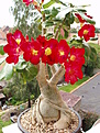 Нажмите на изображение для увеличения.

Название:	adenium_mix 002.jpg
Просмотров:	216
Размер:	66.3 Кб
ID:	378307