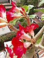 Нажмите на изображение для увеличения.

Название:	adenium_mix 003.jpg
Просмотров:	205
Размер:	68.3 Кб
ID:	378308