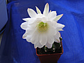 Нажмите на изображение для увеличения.

Название:	echinopsis.jpg
Просмотров:	205
Размер:	83.8 Кб
ID:	378318