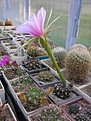 Нажмите на изображение для увеличения.

Название:	EcalliantholilacinaFR776.jpg
Просмотров:	394
Размер:	65.8 Кб
ID:	378322