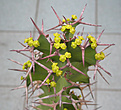Нажмите на изображение для увеличения.

Название:	Euphorbia grandicornis_DSCN6442.jpg
Просмотров:	255
Размер:	79.5 Кб
ID:	378330