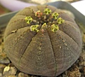 Нажмите на изображение для увеличения.

Название:	Euphorbia obesa.jpg
Просмотров:	257
Размер:	234.6 Кб
ID:	378331