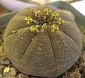 Нажмите на изображение для увеличения.

Название:	Euphorbia obesa.jpg
Просмотров:	224
Размер:	234.6 Кб
ID:	378331