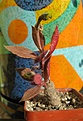 Нажмите на изображение для увеличения.

Название:	Sinadenium NOVA.jpg
Просмотров:	251
Размер:	182.8 Кб
ID:	378332