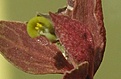 Нажмите на изображение для увеличения.

Название:	Sinadenium fl.jpg
Просмотров:	255
Размер:	47.0 Кб
ID:	378333