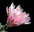 Нажмите на изображение для увеличения.

Название:	Gymnocalycium 20060929_6.jpg
Просмотров:	107
Размер:	37.4 Кб
ID:	378346
