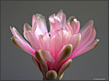 Нажмите на изображение для увеличения.

Название:	Gymnocalycium 20060929_3.jpg
Просмотров:	98
Размер:	37.4 Кб
ID:	378347