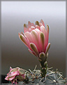 Нажмите на изображение для увеличения.

Название:	Gymnocalycium 20060929_1.jpg
Просмотров:	78
Размер:	43.2 Кб
ID:	378348