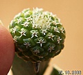 Нажмите на изображение для увеличения.

Название:	Strombocactus4.jpg
Просмотров:	328
Размер:	31.1 Кб
ID:	378365