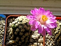 Нажмите на изображение для увеличения.

Название:	Mammillaria_theresae.jpg
Просмотров:	899
Размер:	99.7 Кб
ID:	378382
