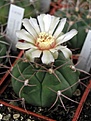 Нажмите на изображение для увеличения.

Название:	Gymnocalycium_nigriareolatum.JPG
Просмотров:	436
Размер:	41.7 Кб
ID:	378391