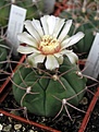 Нажмите на изображение для увеличения.

Название:	Gymnocalycium_nigriareolatum.JPG
Просмотров:	371
Размер:	41.7 Кб
ID:	378391